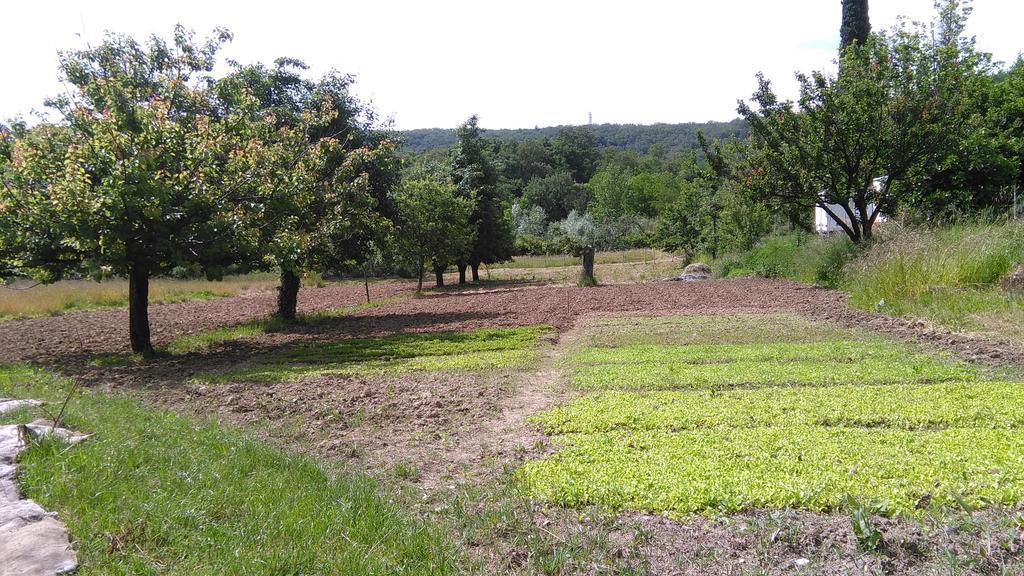 Agriturismo Bosco Fiorito Villa Múggia Exteriör bild